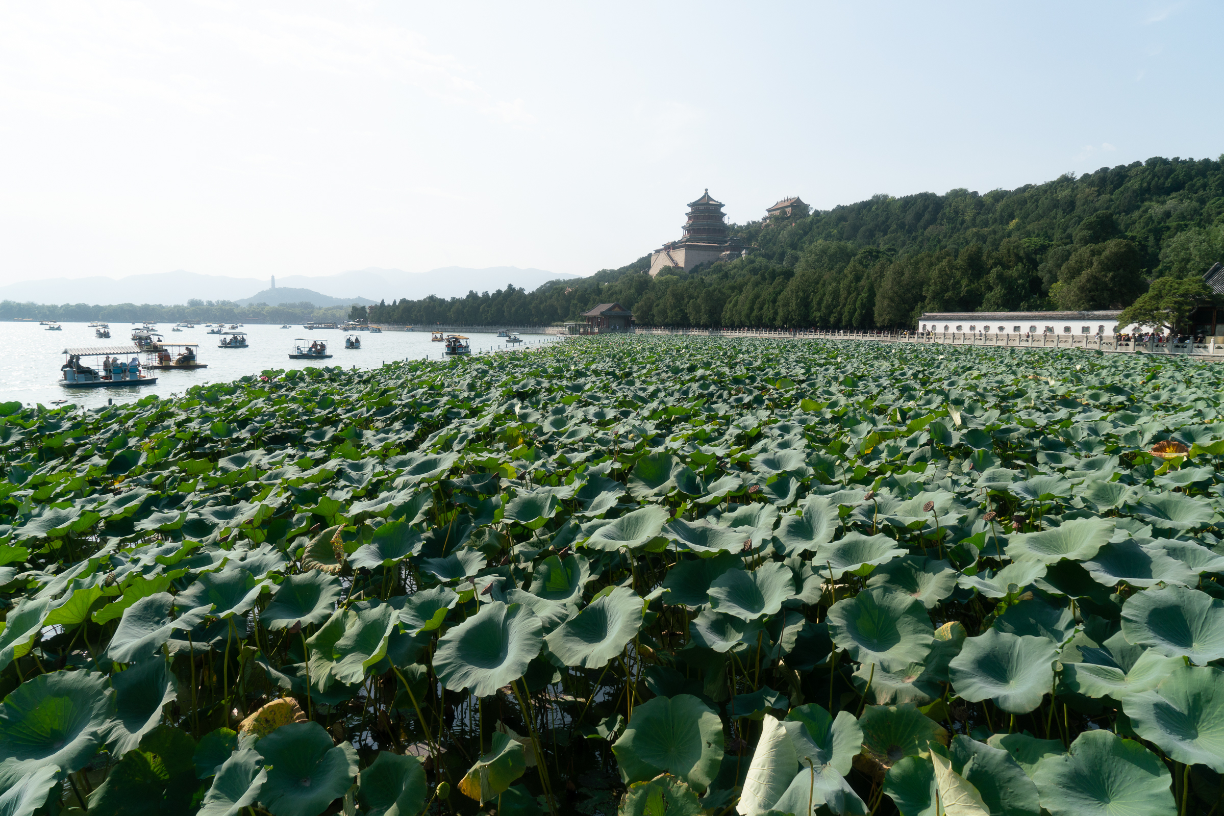 Summer Palace- Lotus Garden