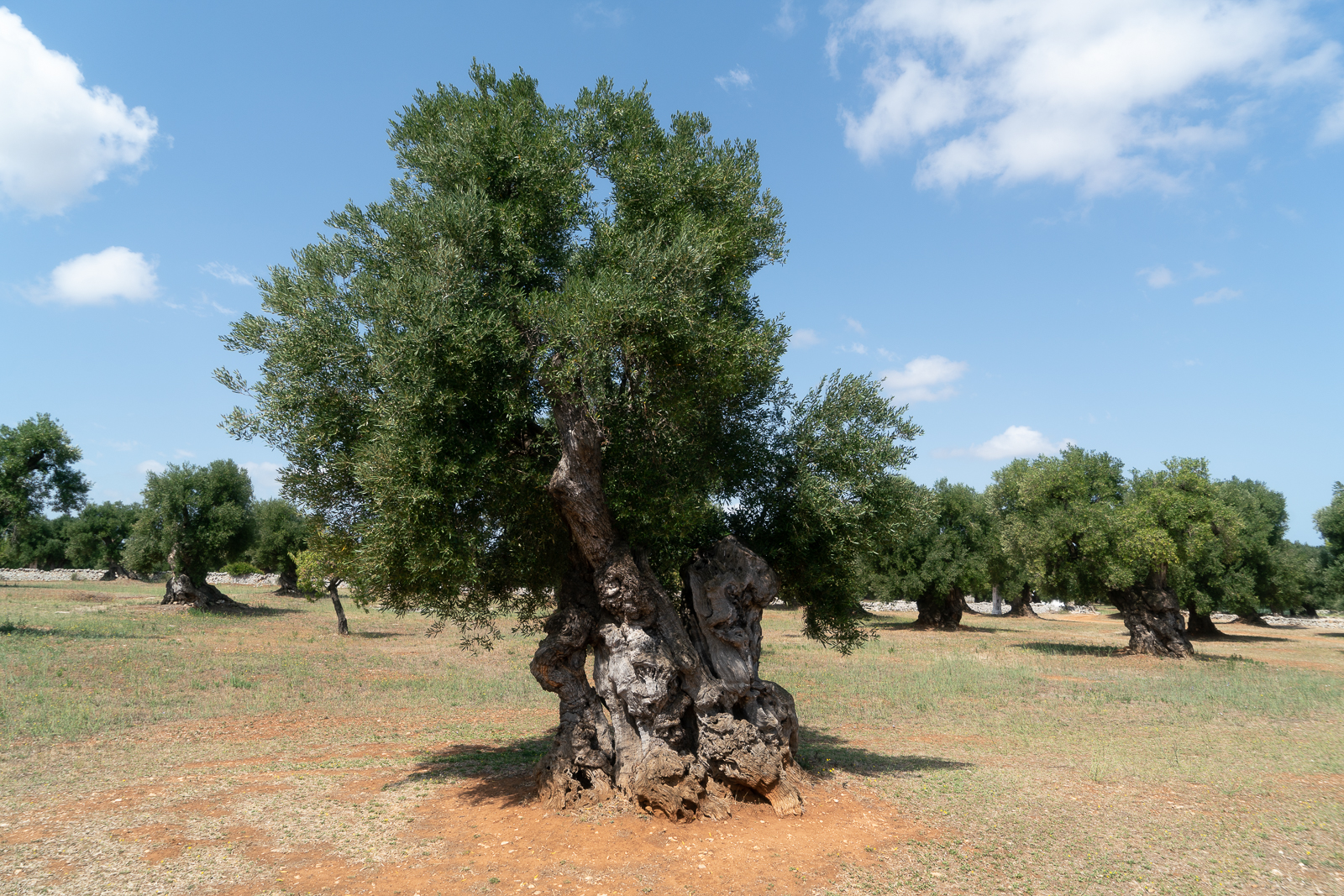 Masseria Brancati - near Ostuni
